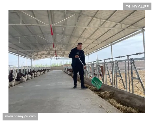 高原地区社会工作服务创新模式探索与实践路径分析 高原地区社会工作服务创新模式探索与实践路径分析
